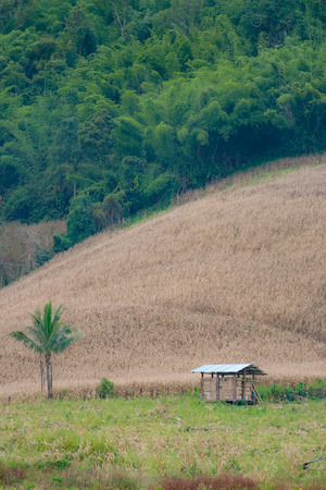 A Single hut stands alone in the corn field.の写真素材