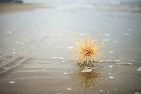 the plant carried a wave to the shoreの写真素材