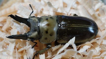 Golden Stag Beetle