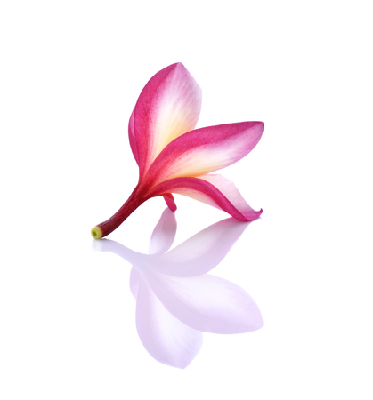 Plumeria on white backgroundの写真素材