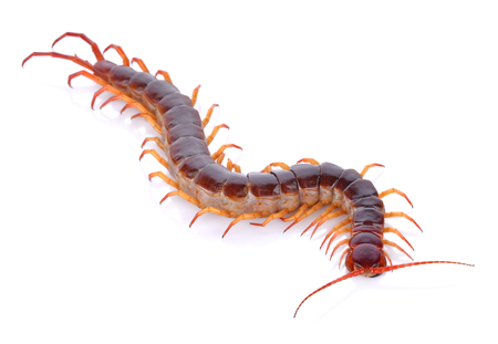 centipede on white background