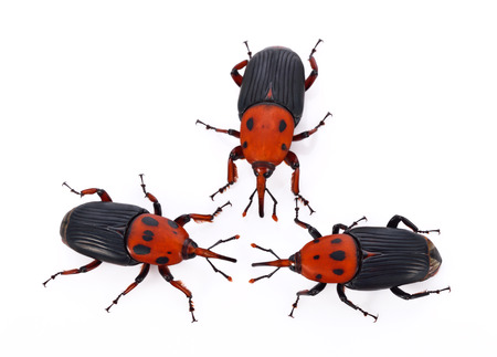 Red weevil insect on white backgroundの写真素材