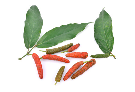 Long pepper or Piper longum isolated on white backgroundの写真素材
