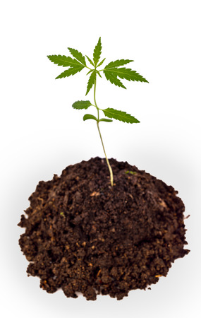 Cannabis seedlings sprout growing from soilの写真素材