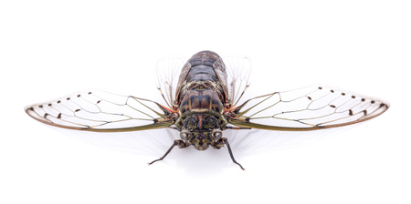 cicada isolated on white backgroundの写真素材