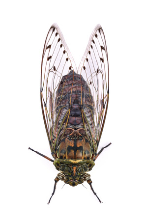 cicada isolated on white background