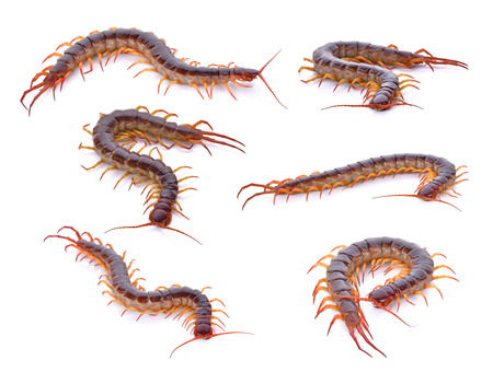 set of centipede on white backgroundの写真素材