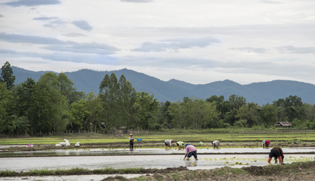 Thailand rice farmers planting rice in the paddy fields with waterのeditorial素材