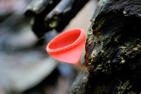 Champagne mushroomの写真素材