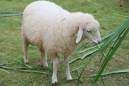 Sheepの写真素材