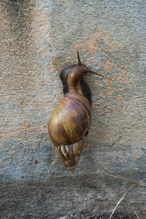 The snail climb the wallの写真素材