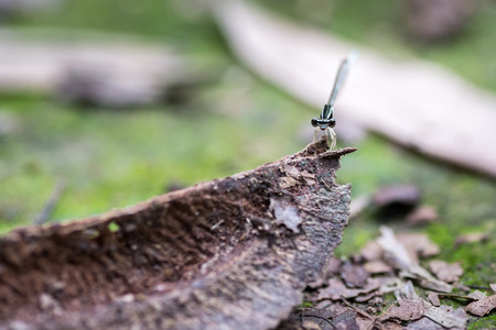 The dragonfly on a timberの写真素材