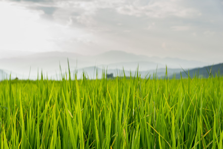 Rice field ,Locate on Baan pa bong piang ,Chaing mai province ,Thailand