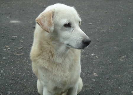 close up thai dogの写真素材