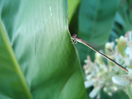 dragonflyの写真素材