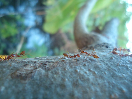 Ants on a Treeの写真素材