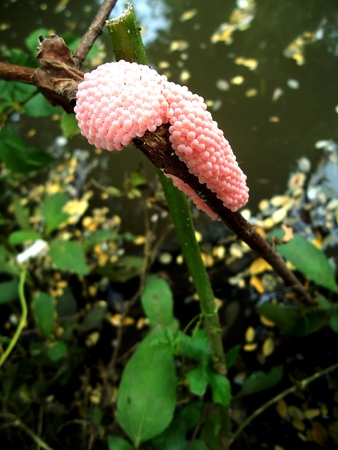 Snail eggsの写真素材