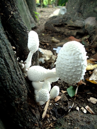 mushroomsの写真素材
