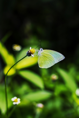 Yellow butterflies are eating sweet water from flowers in the garden.の写真素材