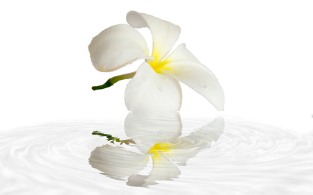 The image of plumage isolate on a white background reflecting the water surface.の写真素材