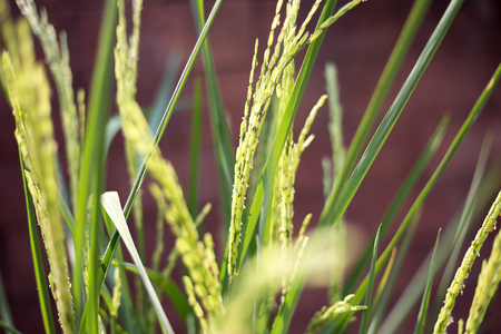 Rice is harvested in rice fields.の写真素材
