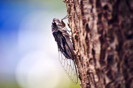 Insect catch tree.の写真素材