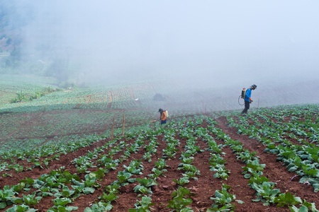  Cabbage gardenの写真素材