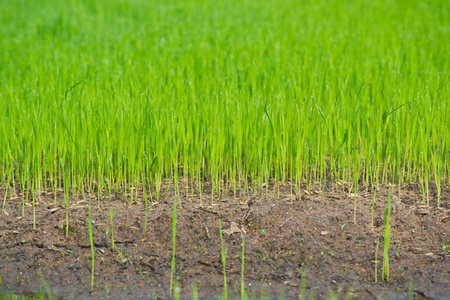 Paddy rice in green.の写真素材