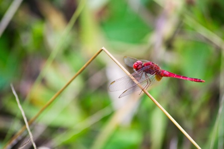 dragonflyの写真素材