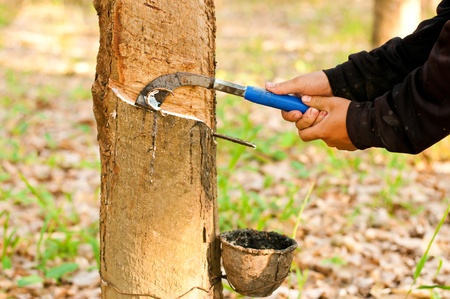 Tapping latex from a rubber tree  Phuket, Thailandの写真素材