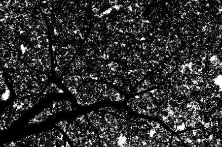 Black and white treeの写真素材