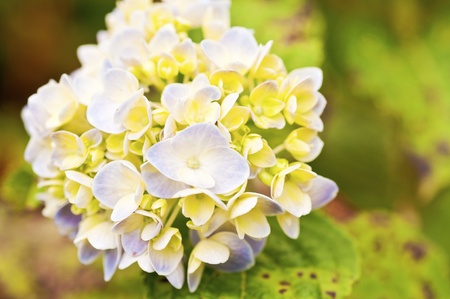 Hydrangea flower closeup の写真素材