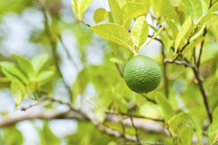 lemons on tree の写真素材