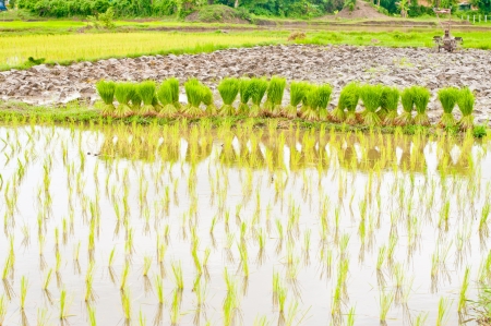 paddy rice in field の写真素材