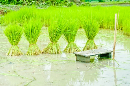 paddy rice in field の写真素材