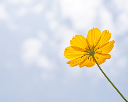 Yellow flower of cosmos and skyの写真素材