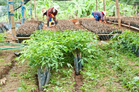 Seedlings of rubber trees on a plantation in Thailand の写真素材
