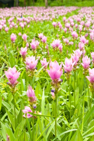 Siam Tulip or Patumma at Loei province in Thailand の写真素材