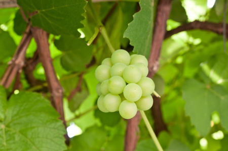 Young green grape on vineの写真素材
