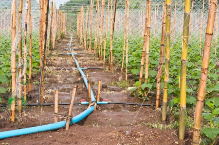 Water pipeline in the garden cucumbers の写真素材