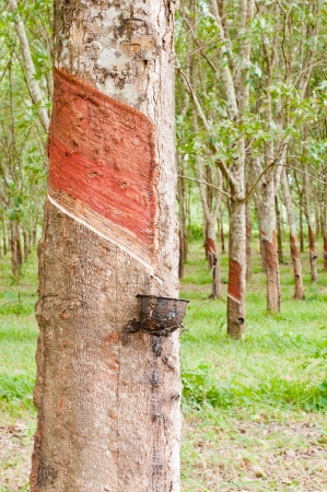 View of a rubber plantation in  Thailandの写真素材