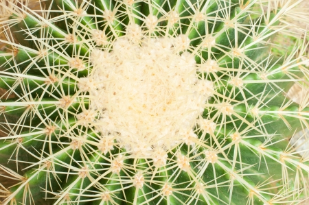 Cactus of sphericity style grows in sandの写真素材