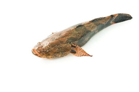River fish-bull-calfe  Gobiidae  on a white background
