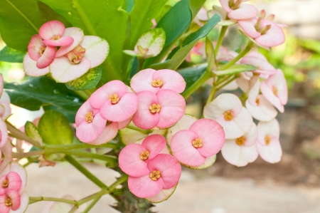 Euphorbia Miliiの写真素材