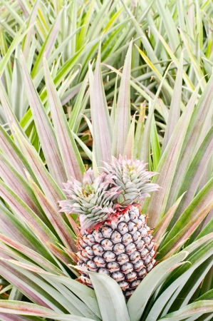 tropical fruit of pineapple field の写真素材