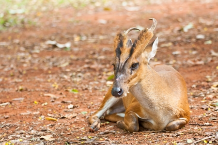 Barking deer in a field の写真素材