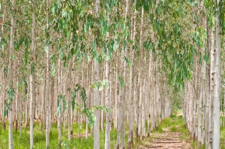 eucalyptus plant fieldの写真素材
