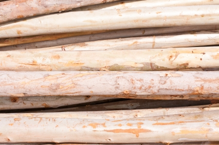Pile of gum tree wood for construction の写真素材