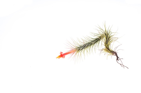 Tillandsiaの写真素材