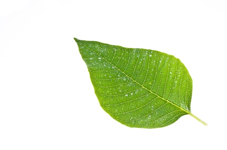 green leaf with water drops